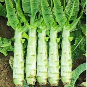 莴笋新鲜时令蔬菜批发当季农家蔬菜莴苣绿心便宜